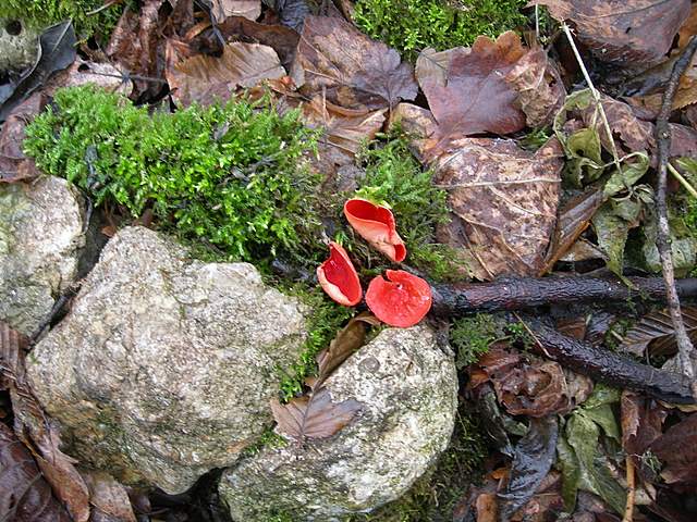 Le specie igrofile invernali